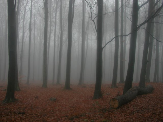 p1010003.jpg